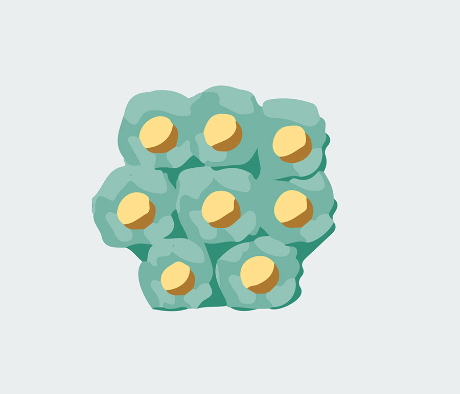 Illustration of neuroblasts