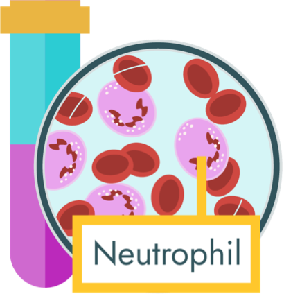 If your child’s neutrophils (white blood cells) are low, their neuroblastoma care team may delay certain treatments